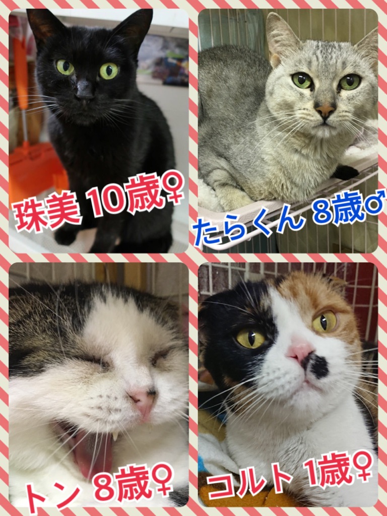 保護犬カフェ☕だけど保護猫🐱たちの里親様も大募集中です💓
